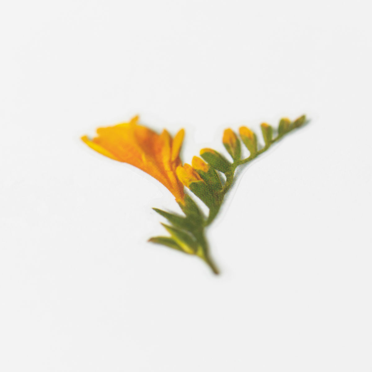 Freesia_3